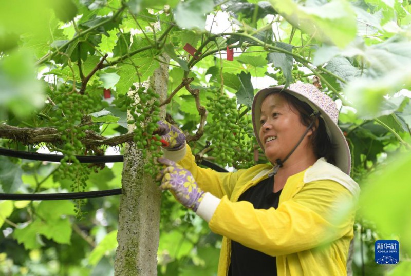 5月6日，在廣西東蘭縣武篆鎮(zhèn)東里村葡萄園，村民在管護(hù)葡萄。