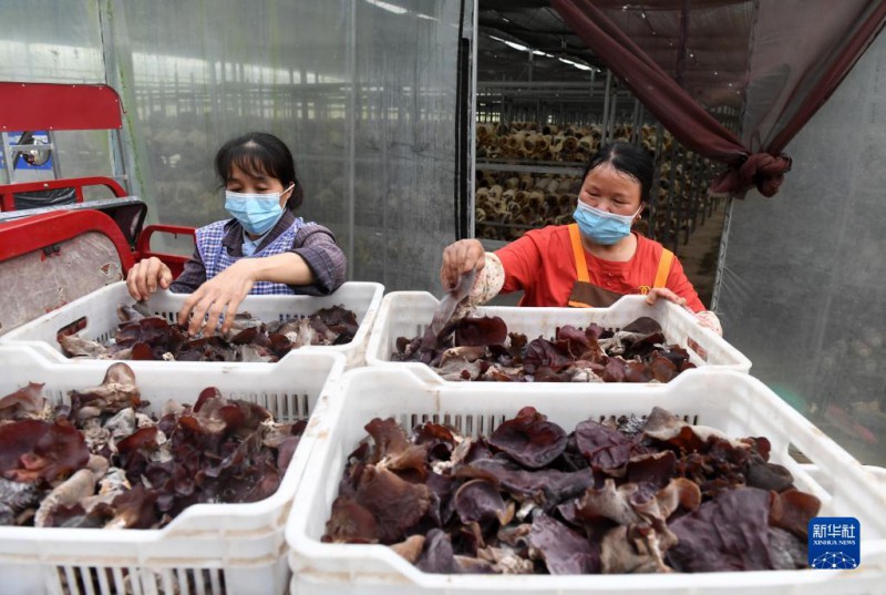 5月6日，在廣西東蘭貴隆生態(tài)農(nóng)業(yè)科技有限公司食用菌產(chǎn)業(yè)園，工人分揀剛采摘的食用菌。